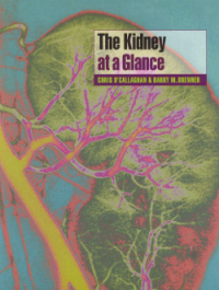 The Kidney at a Glance